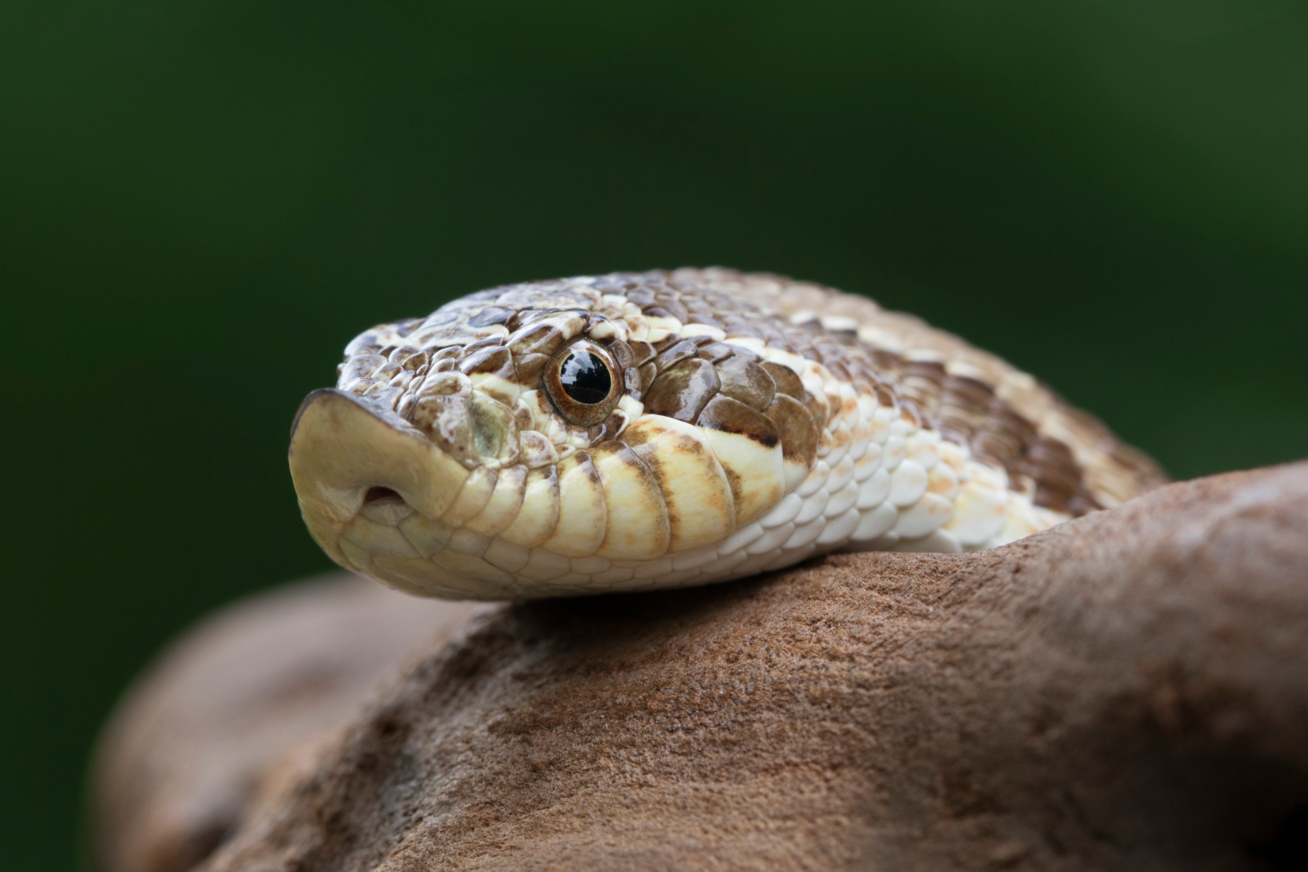 Hognose Snake Care Sheet