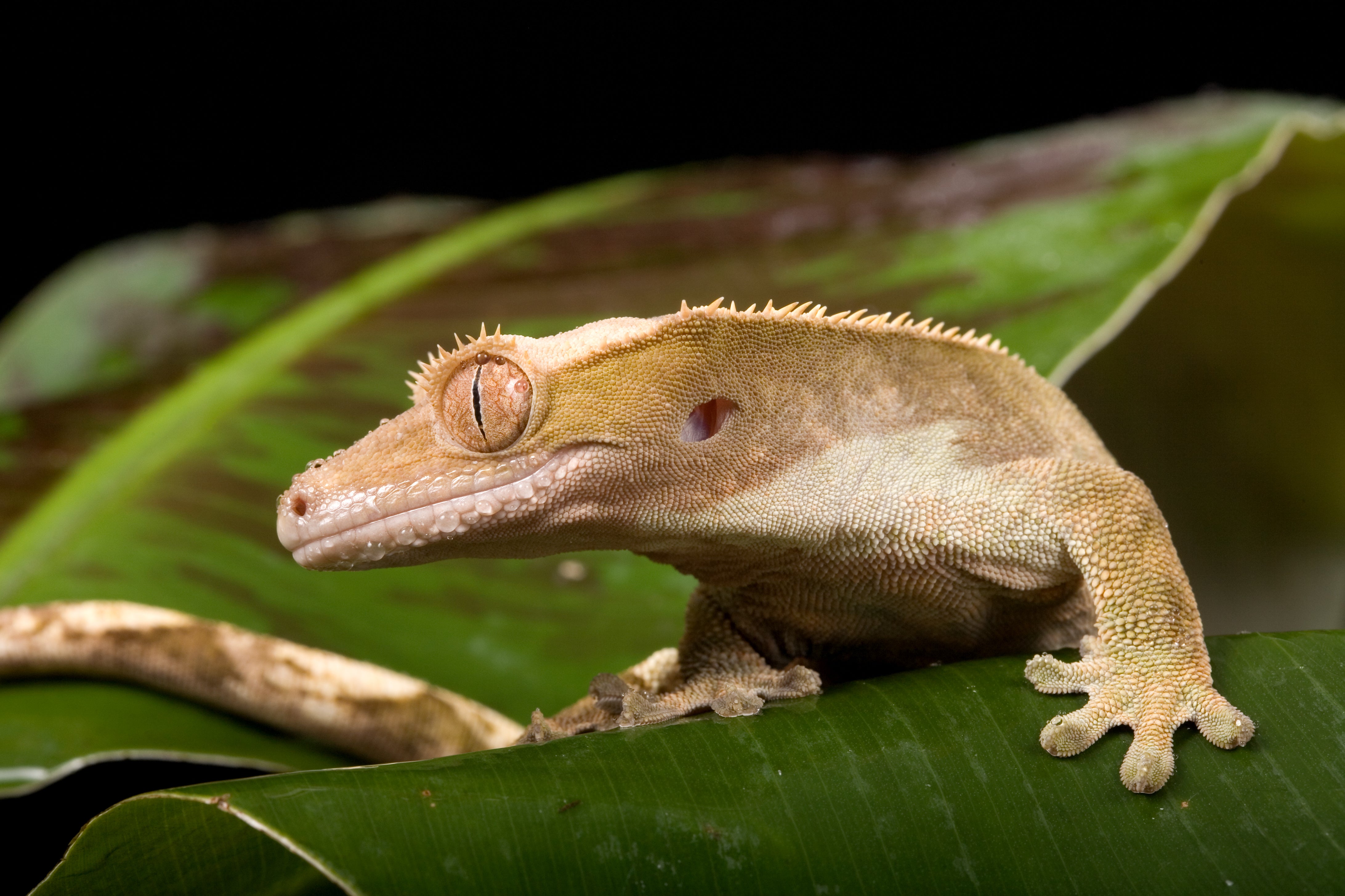 Crested Gecko Care Sheet