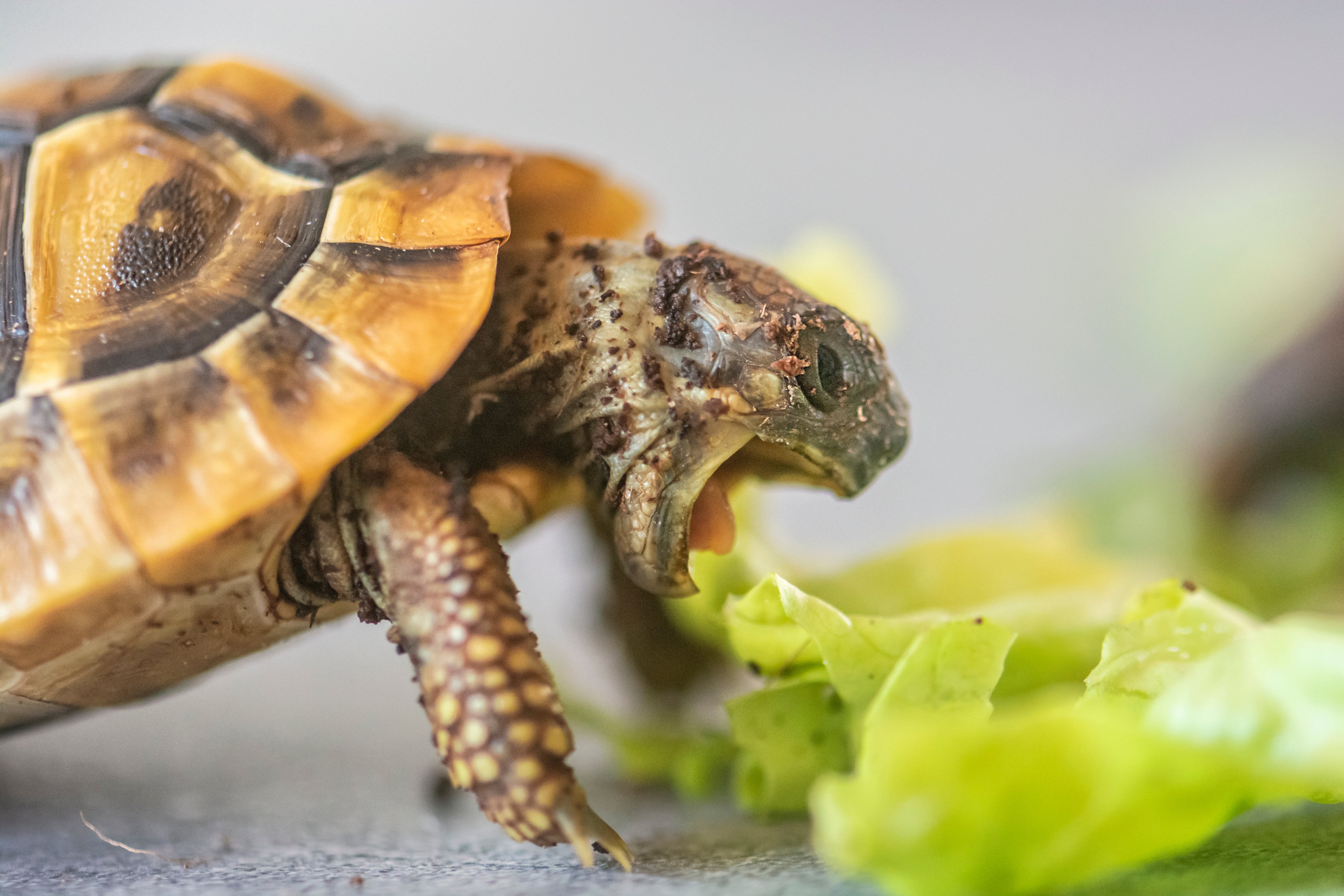 Hermann's Tortoise Care Sheet