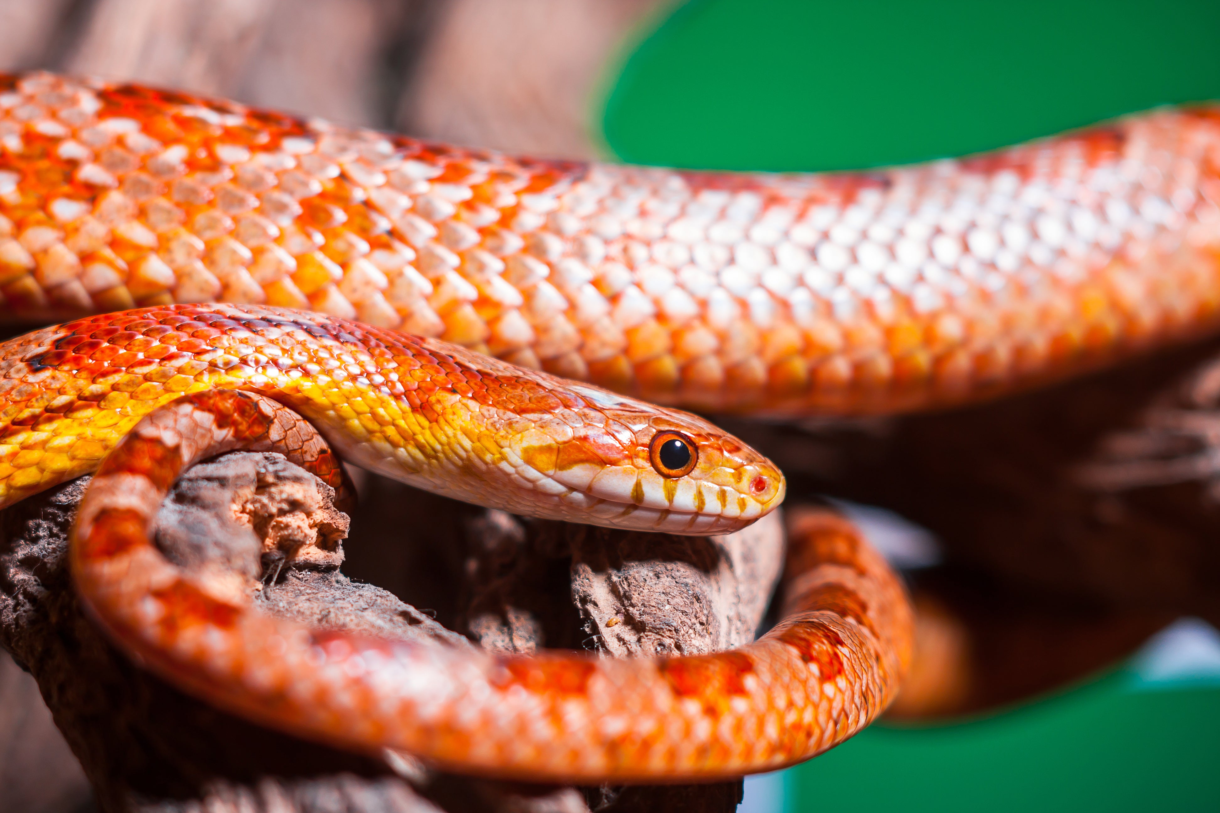 Corn Snake Care Sheet