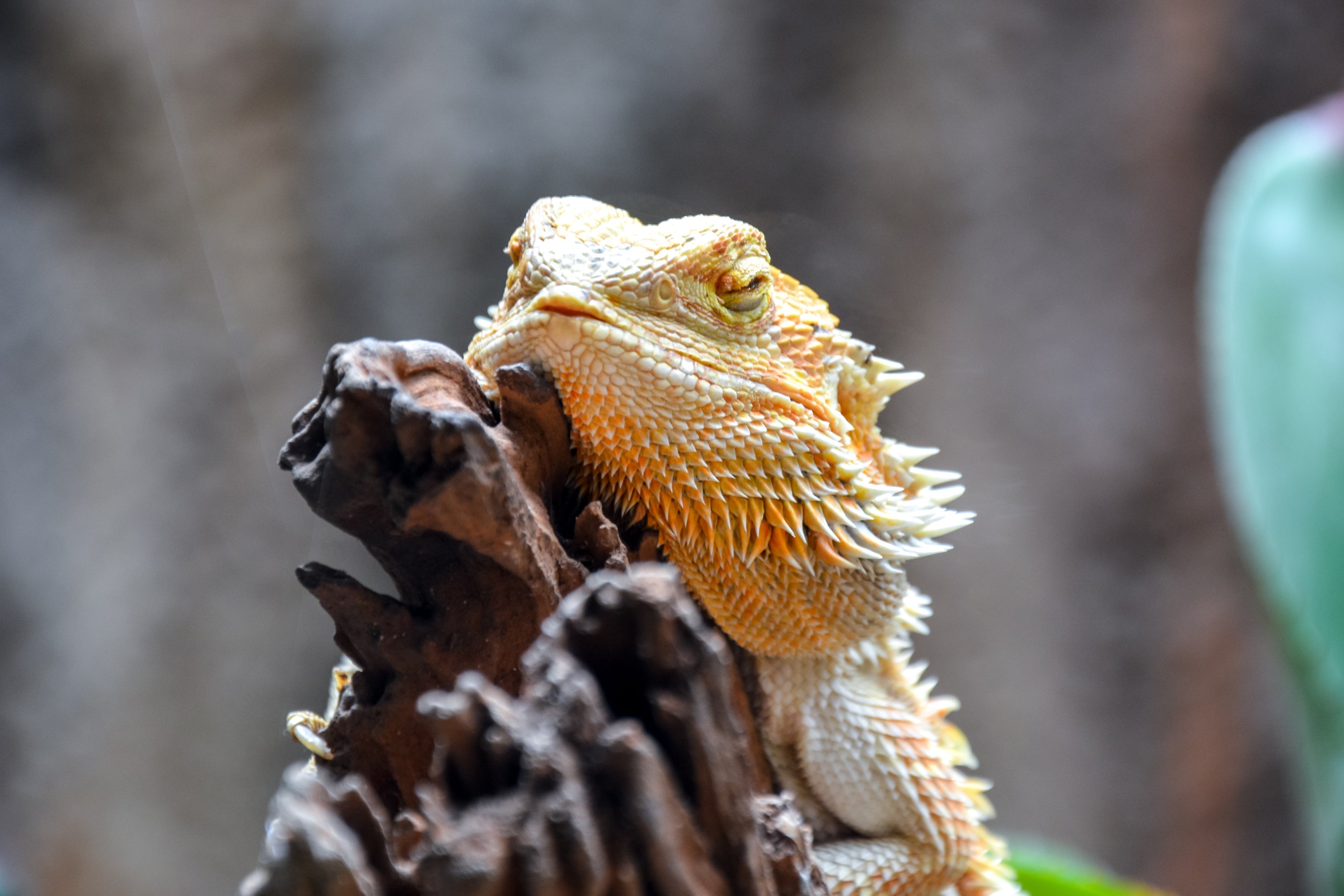 Bearded Dragon Care Sheet