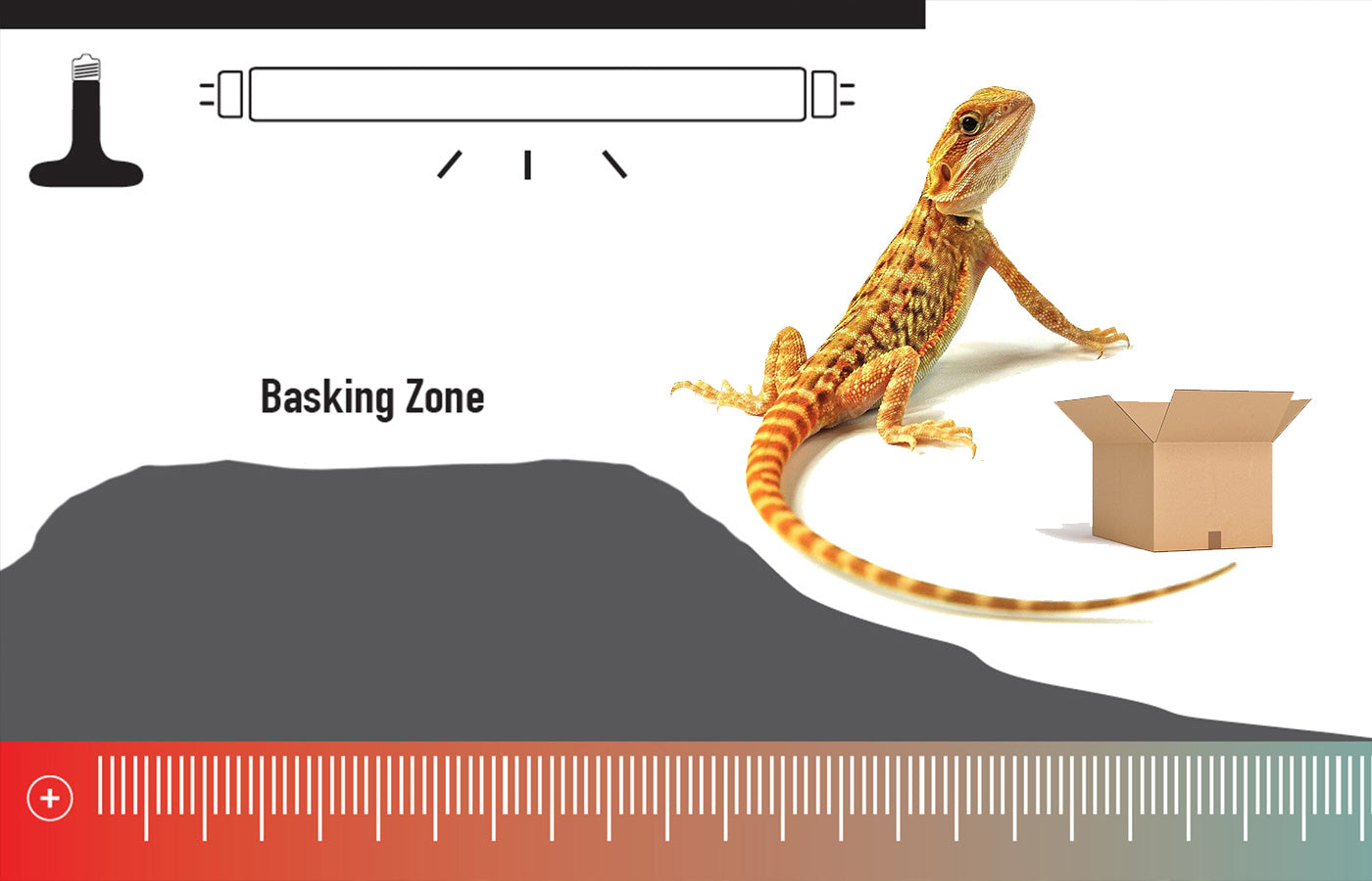 Best Thermometers For Bearded Dragons