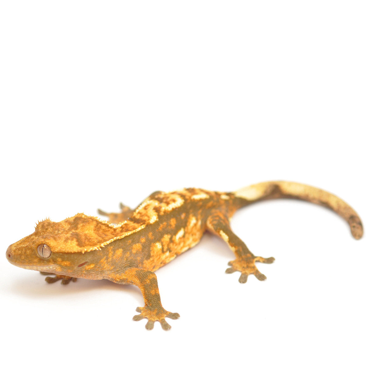 Crested Gecko Setups
