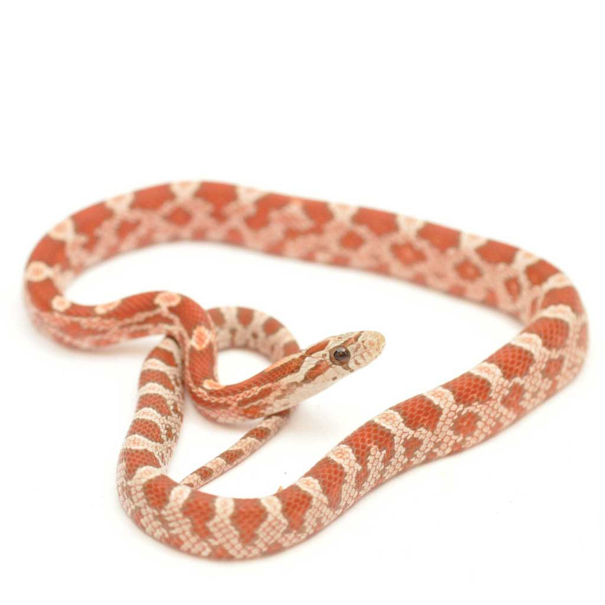 Corn Snake Setups & Starter Kits