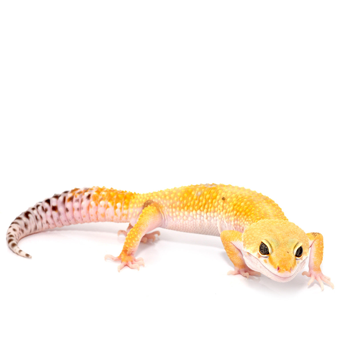 Leopard Gecko Setups
