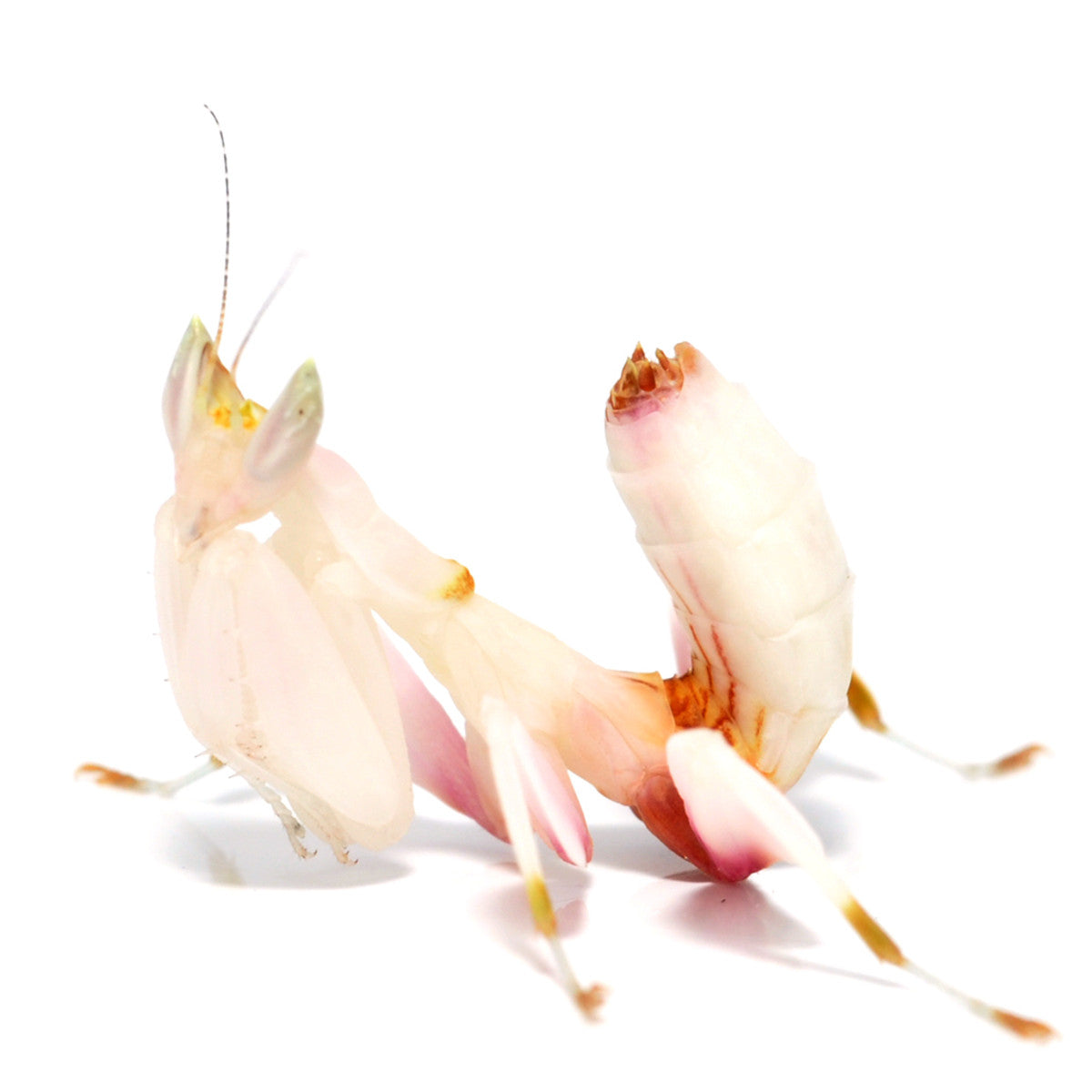 Praying Mantis Setups