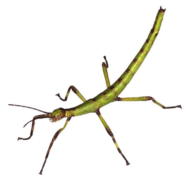 Stick Insect Setups