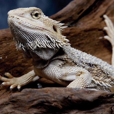 Bearded Dragon Setups