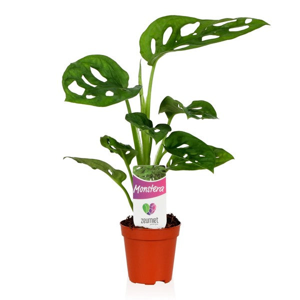 Monstera obliqua 'Monkey Leaf’ (5.5cm Pot) 25cm