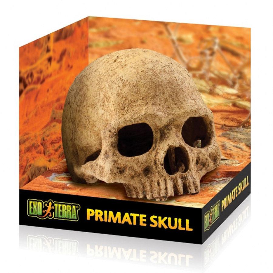 Exo Terra Primate Skull - Small
