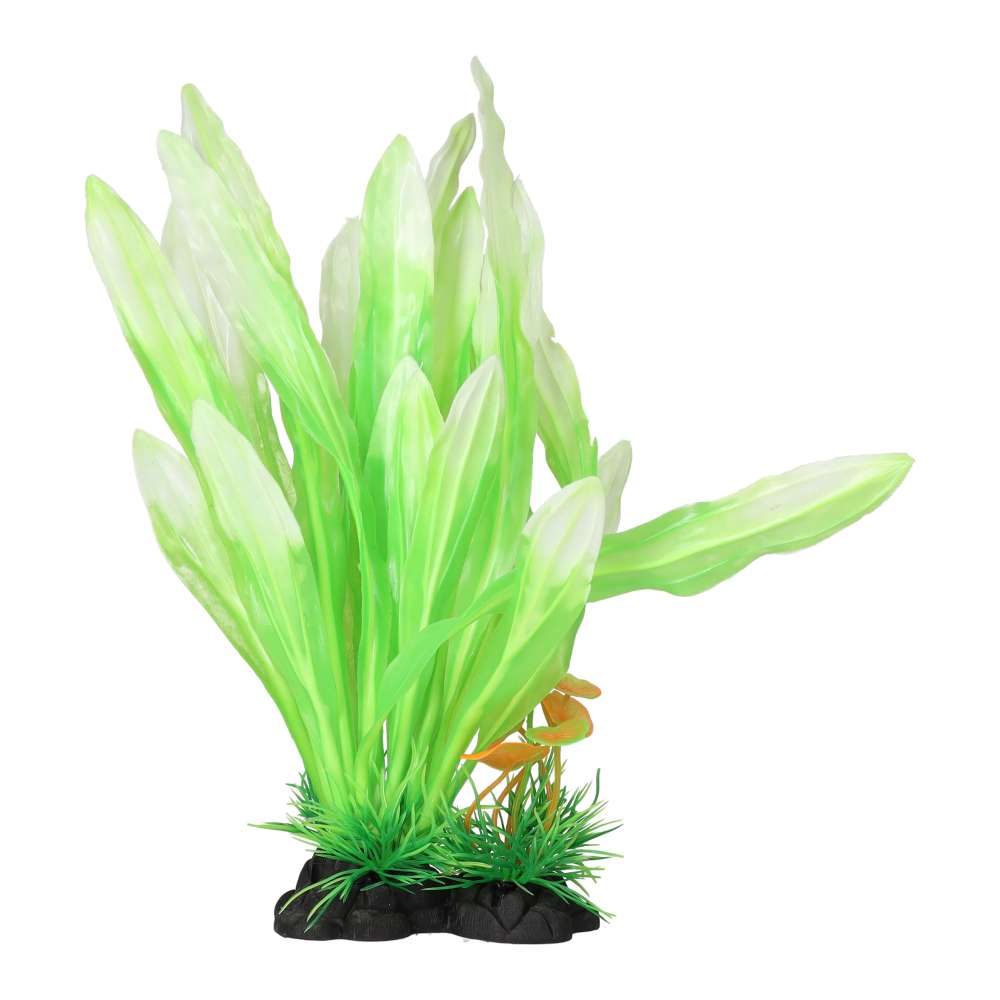 Aquaspectre Amazon Sword Leaf Lime