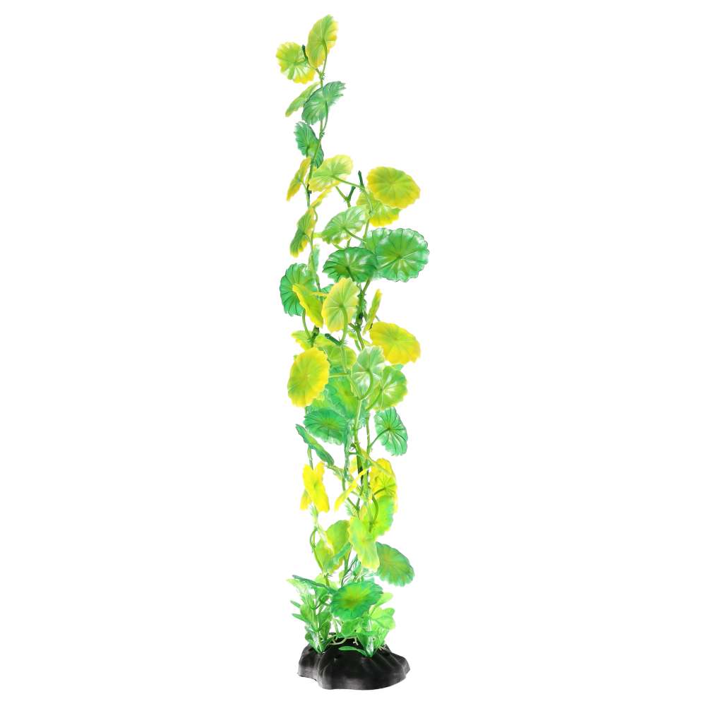 Aquaspectre Moneywort Green