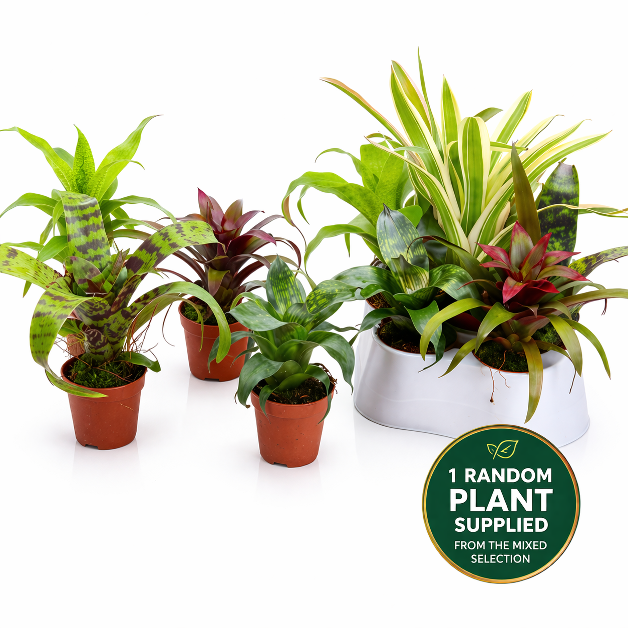Mini Bromeliad Mixed Selection (5.5cm Pot) 15cm