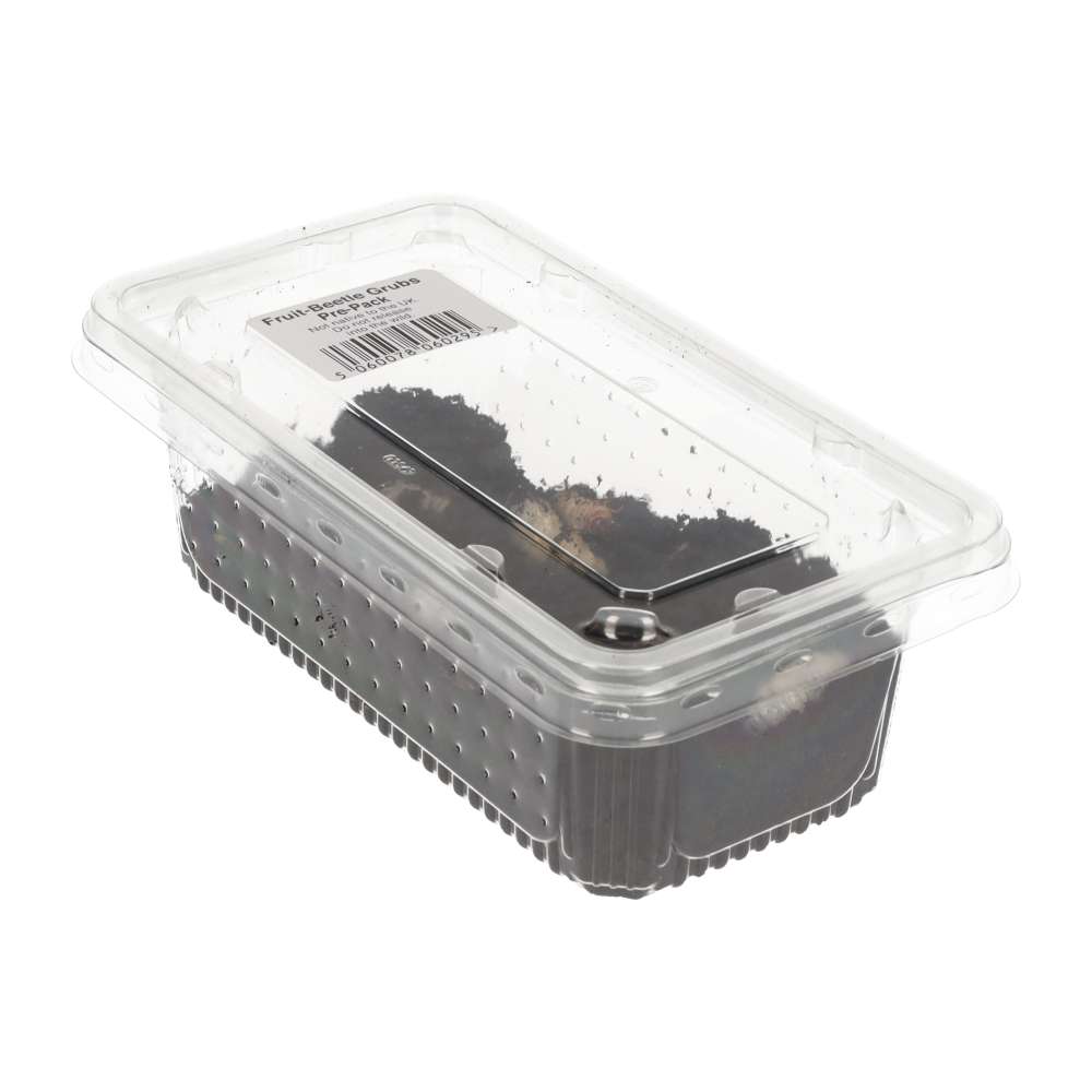 Fruit-beetle Grubs - Pachnoda - Pack of 10