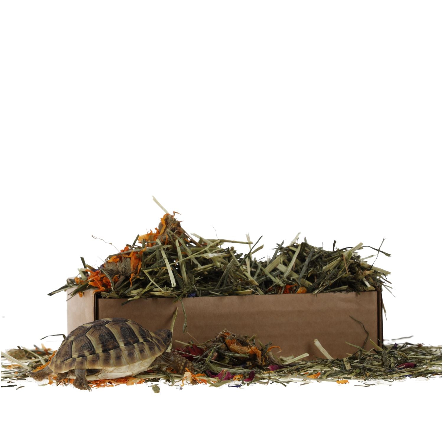 ProRep Tortoise Foraging Tray 70g
