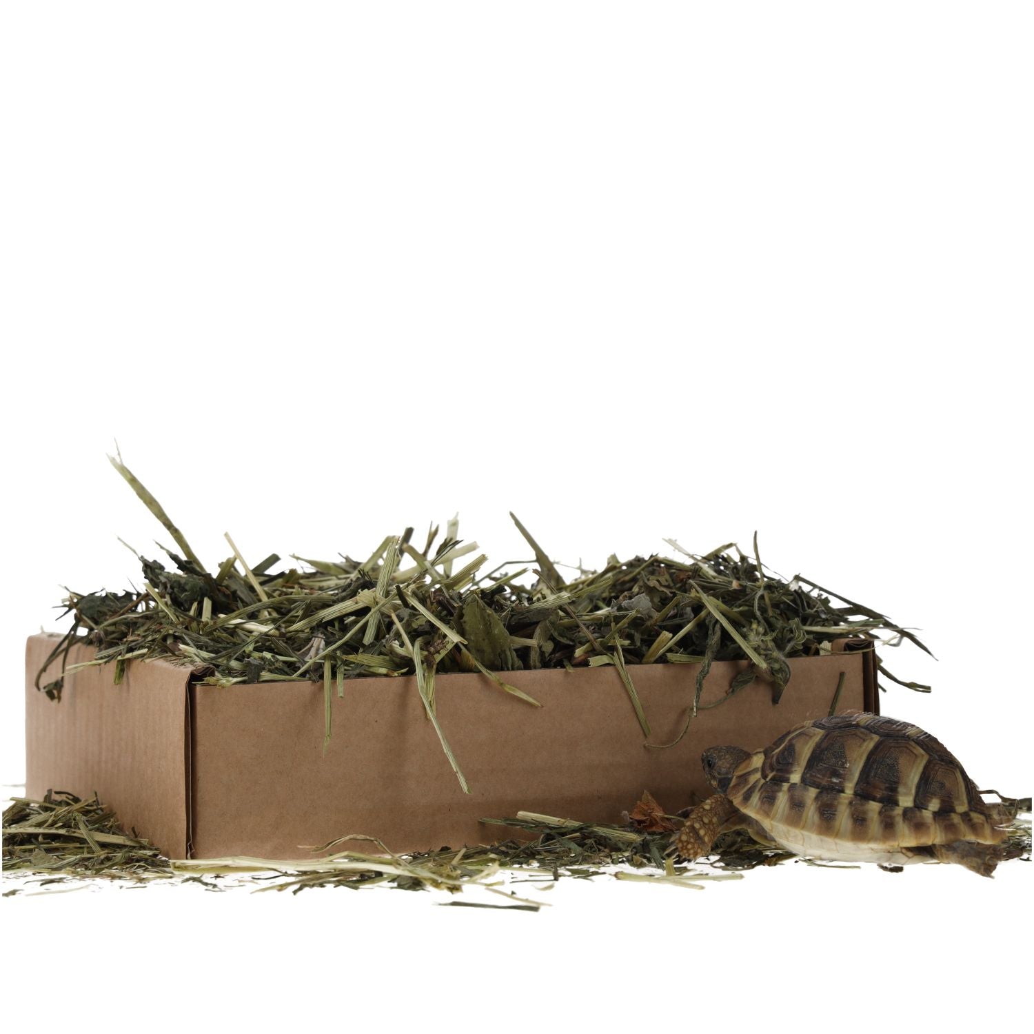 ProRep Tortoise Foraging Tray 70g