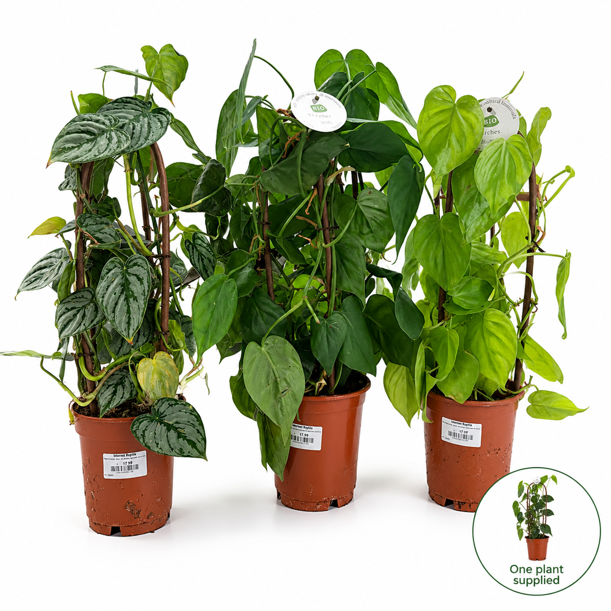 Epipremnum Mixed Kratiste Double Arch 45 mixed 14 cm 45 cm