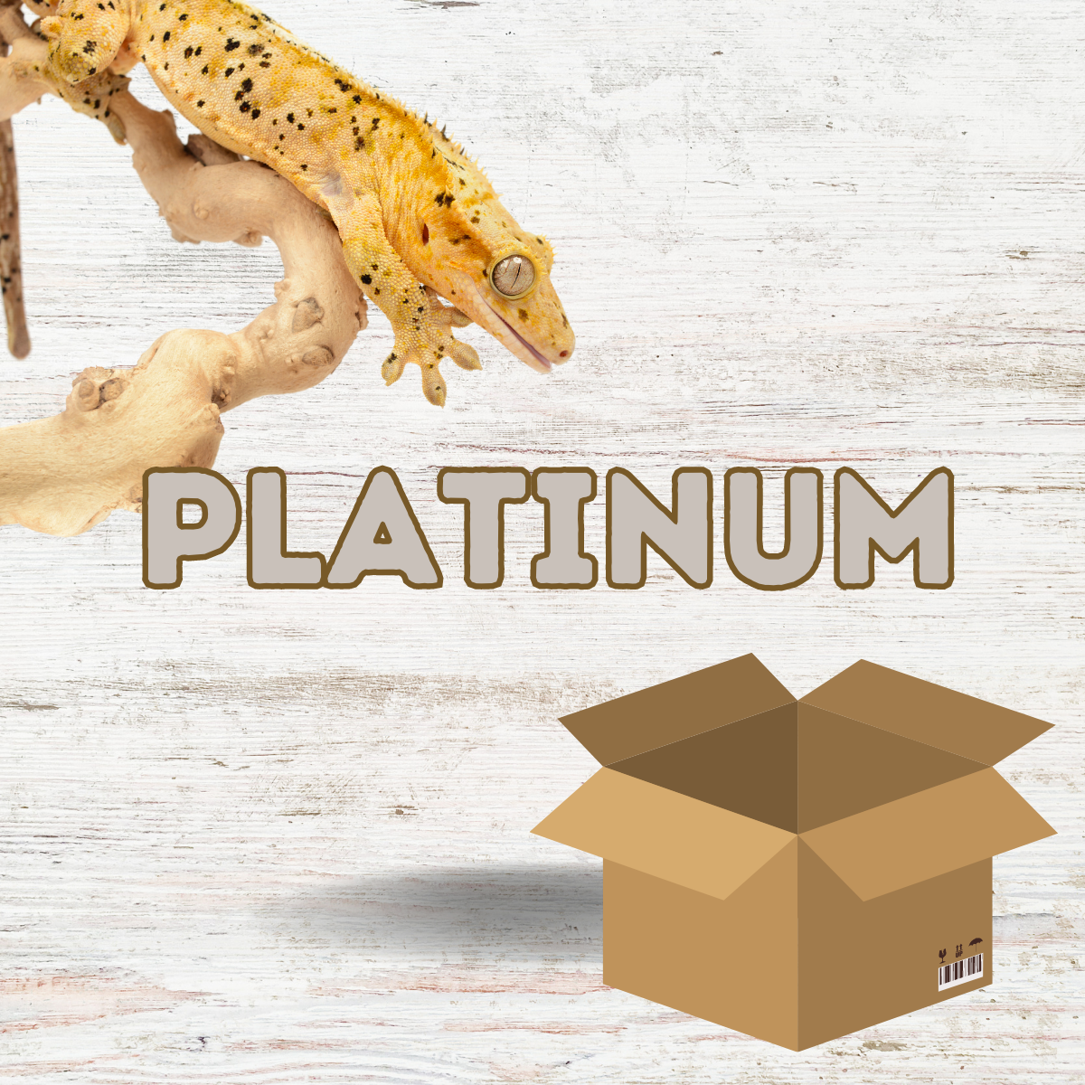 Crested Gecko Starter Kit - Platinum (60x45x60cm / 60x45x90cm)
