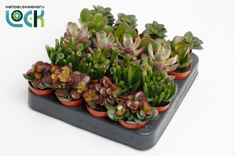 Crassula mix 5,5 cm