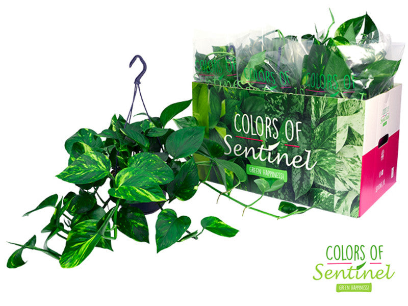 Golden Pothos Hanging Plant (15cm Pot) 40cm