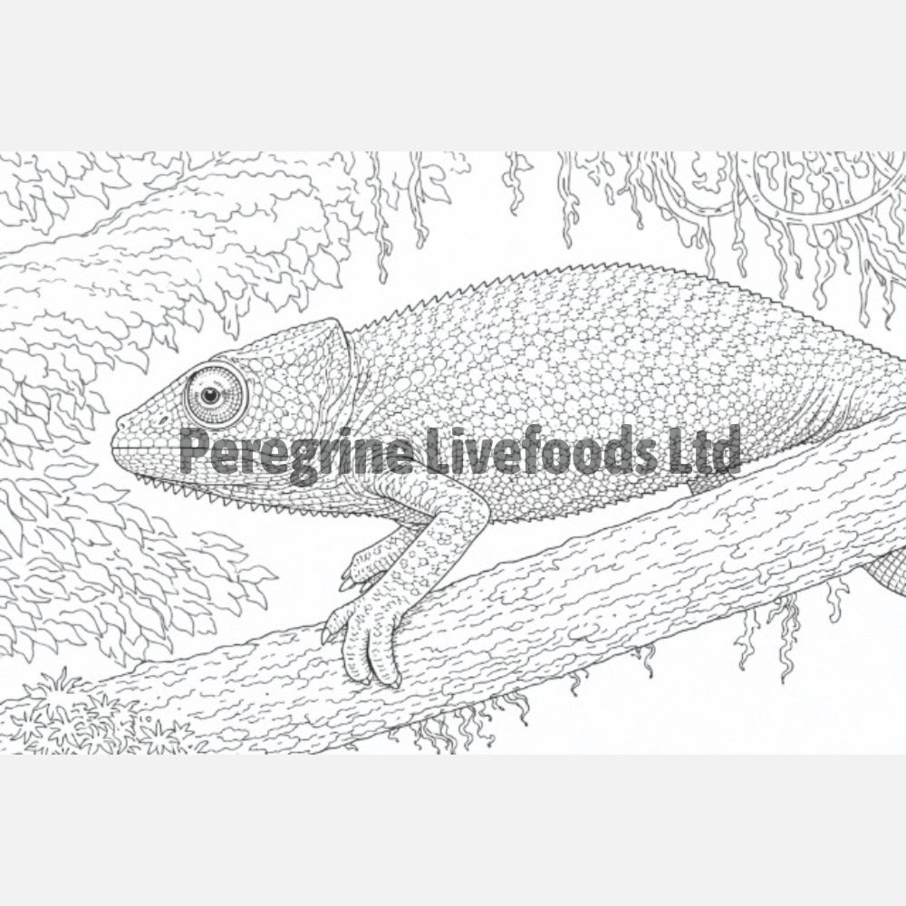The Colouring Book of Reptiles