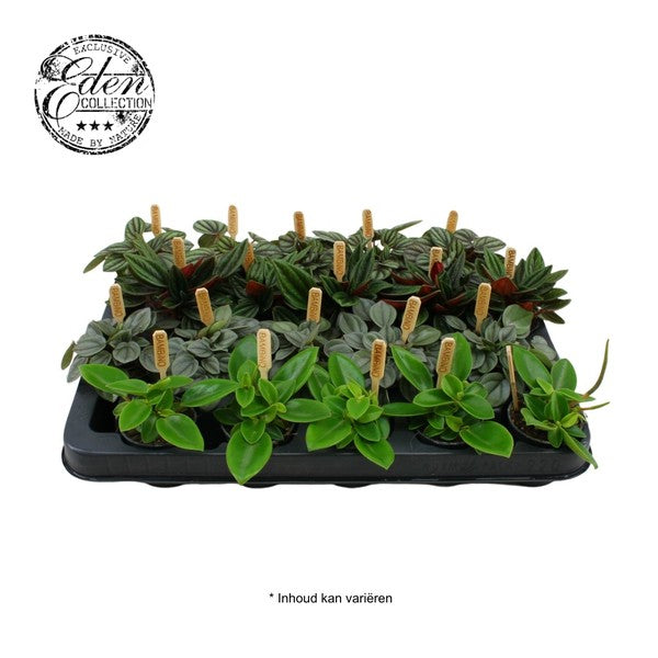 Peperomia 'Smit Collection' bambino 5,5 cm