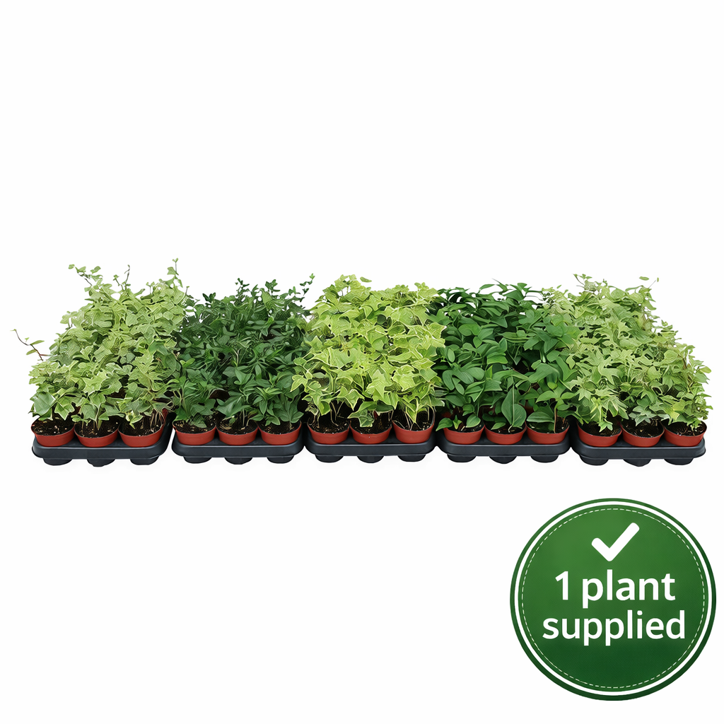 Hedera hel Mix Shelves various colours (8.5cm Pot) 7.5cm