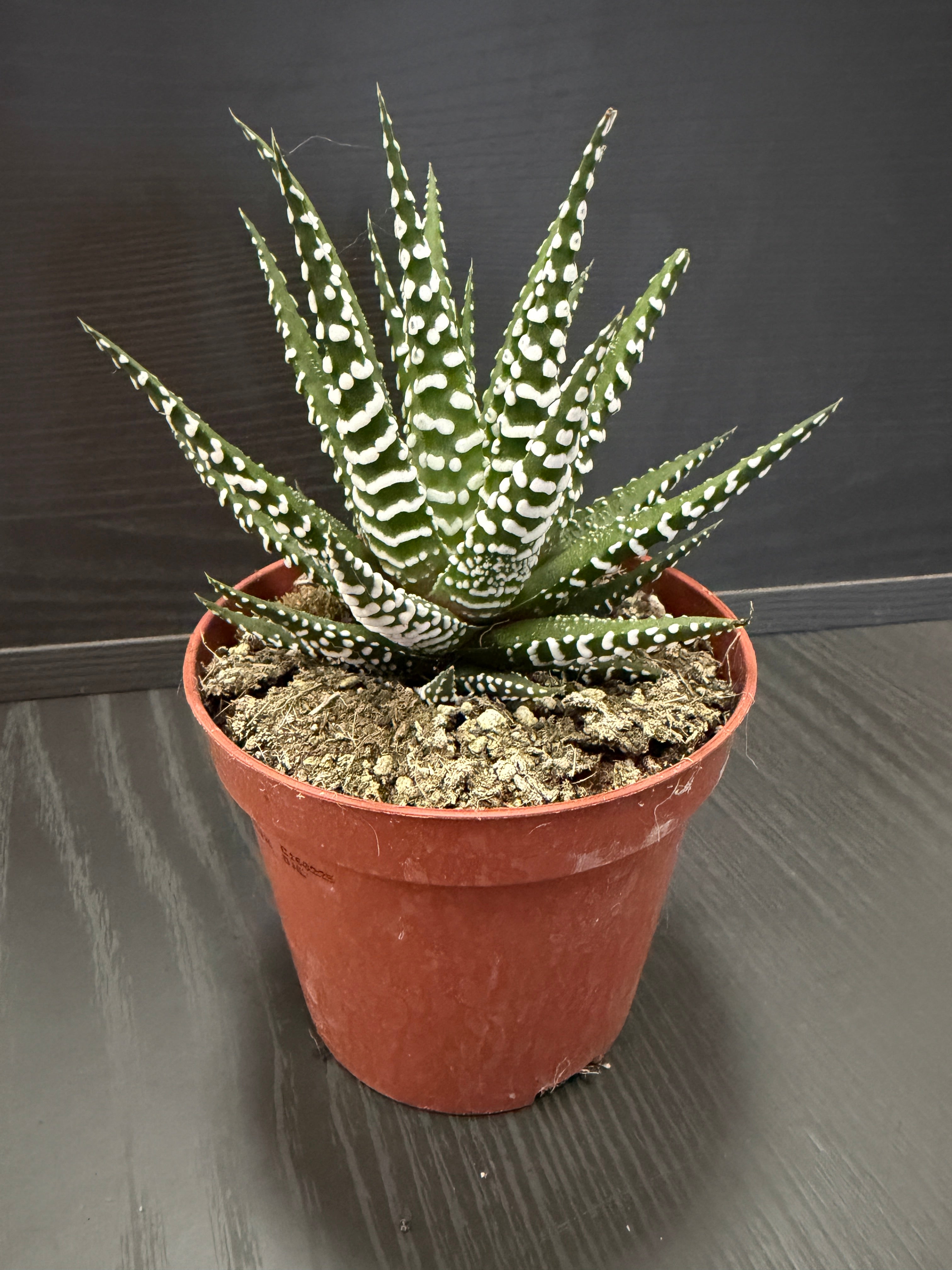 Haworthia fasc Big Band (8.5cm Pot) 10cm