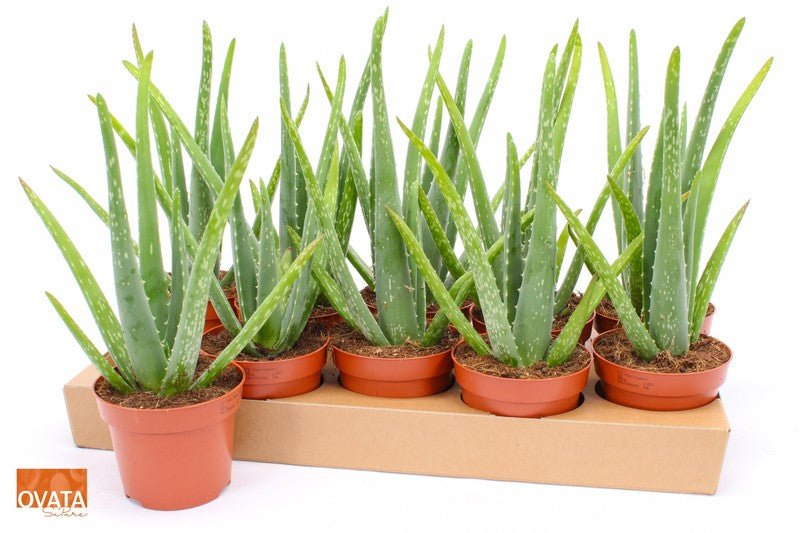 Aloe vera 12 cm