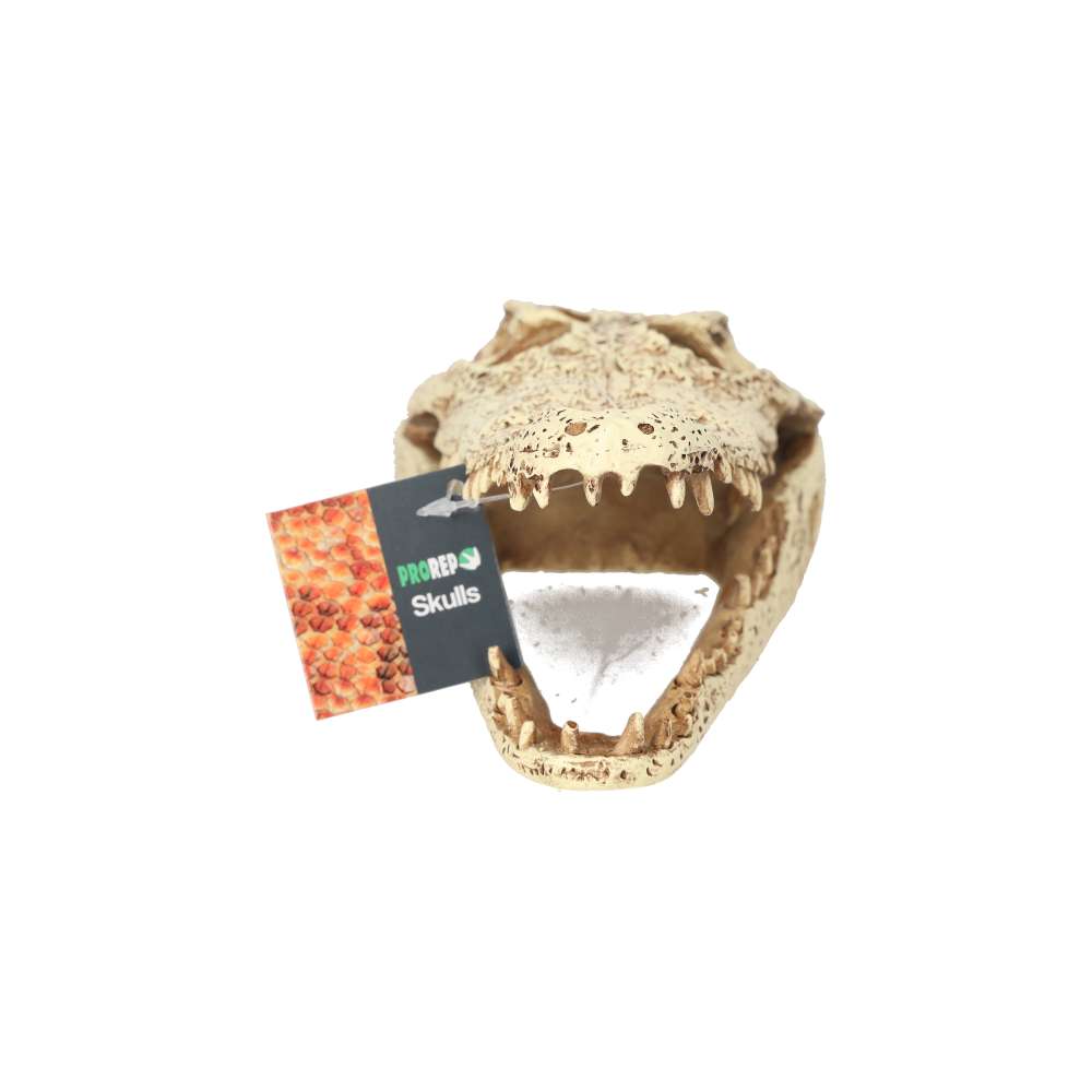 ProRep Resin Crocodile Skull, 24cm
