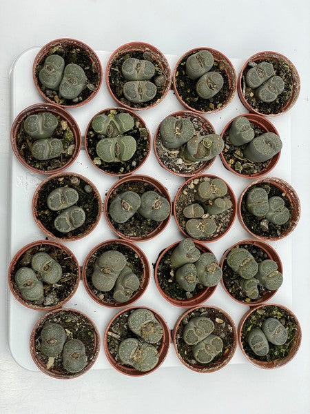 Lithops Mix 5,5 cm