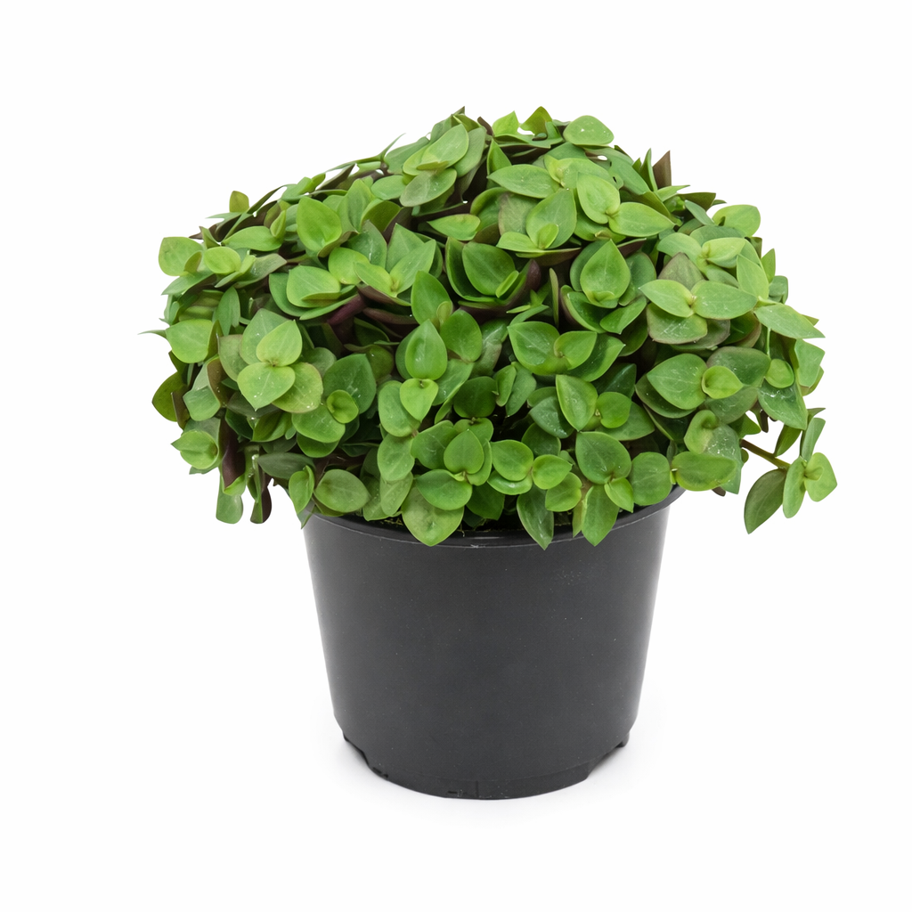 Callisia 'Turtle Vine' (10.5cm Pot) 15cm