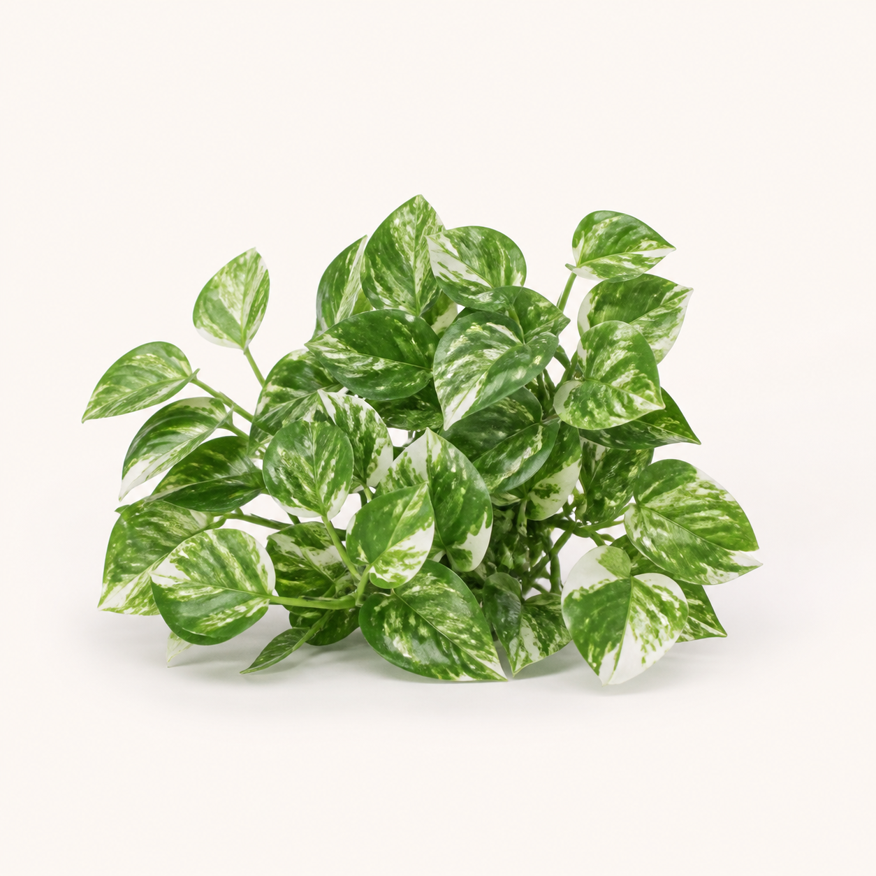 Komodo White Pathos Canopy 13cm
