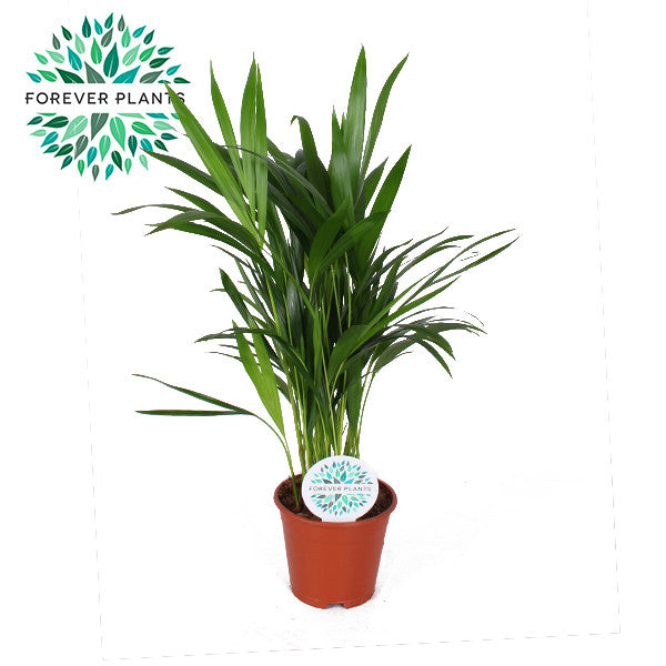 Areca ( Dypsis lutescens ) 14 cm