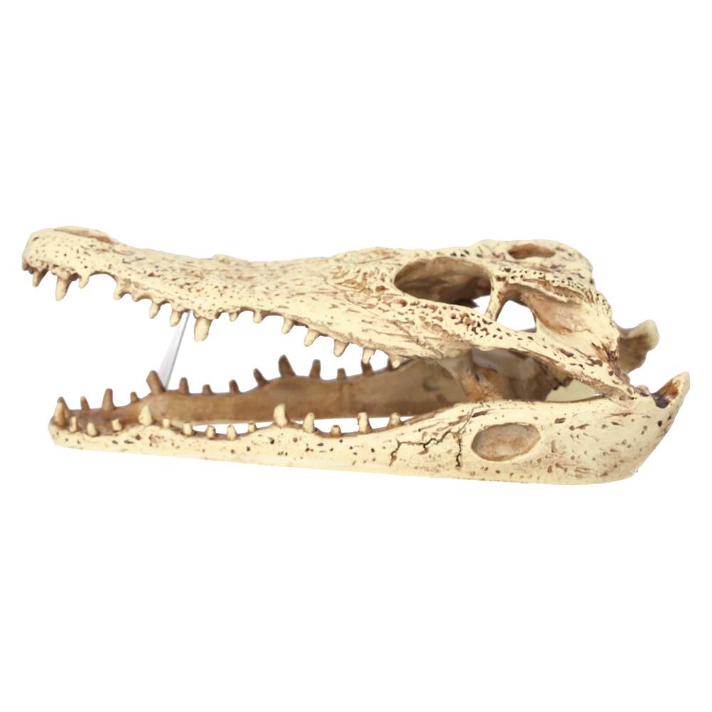 ProRep Resin Crocodile Skull, 24cm