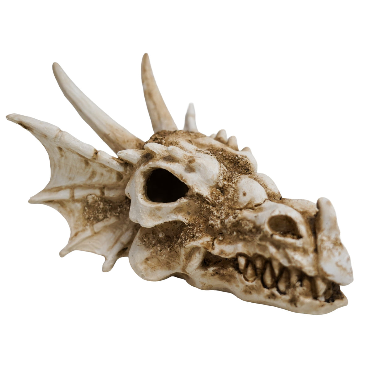 Betta Dragon Skull