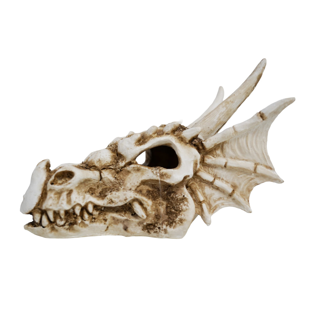 Betta Dragon Skull