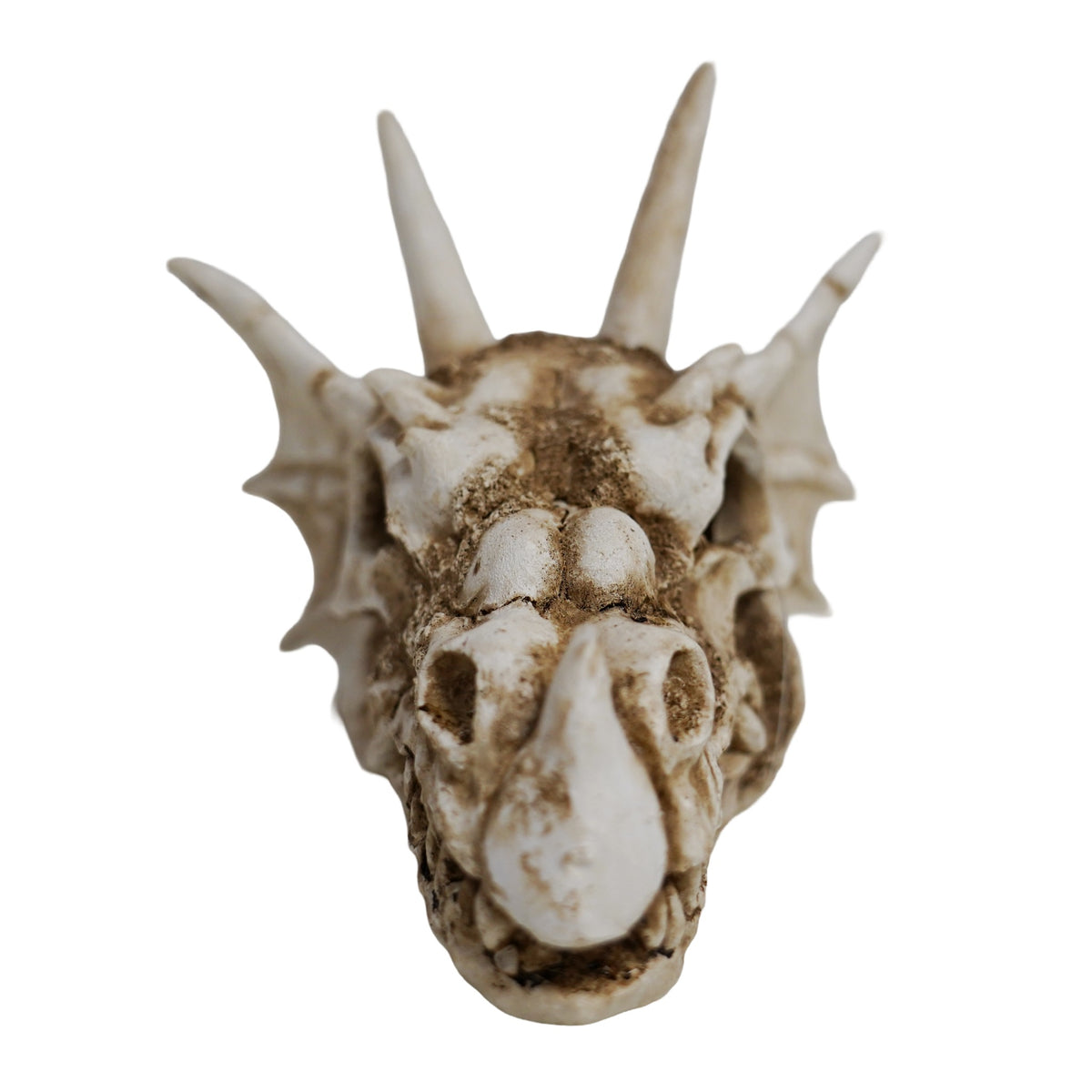 Betta Dragon Skull