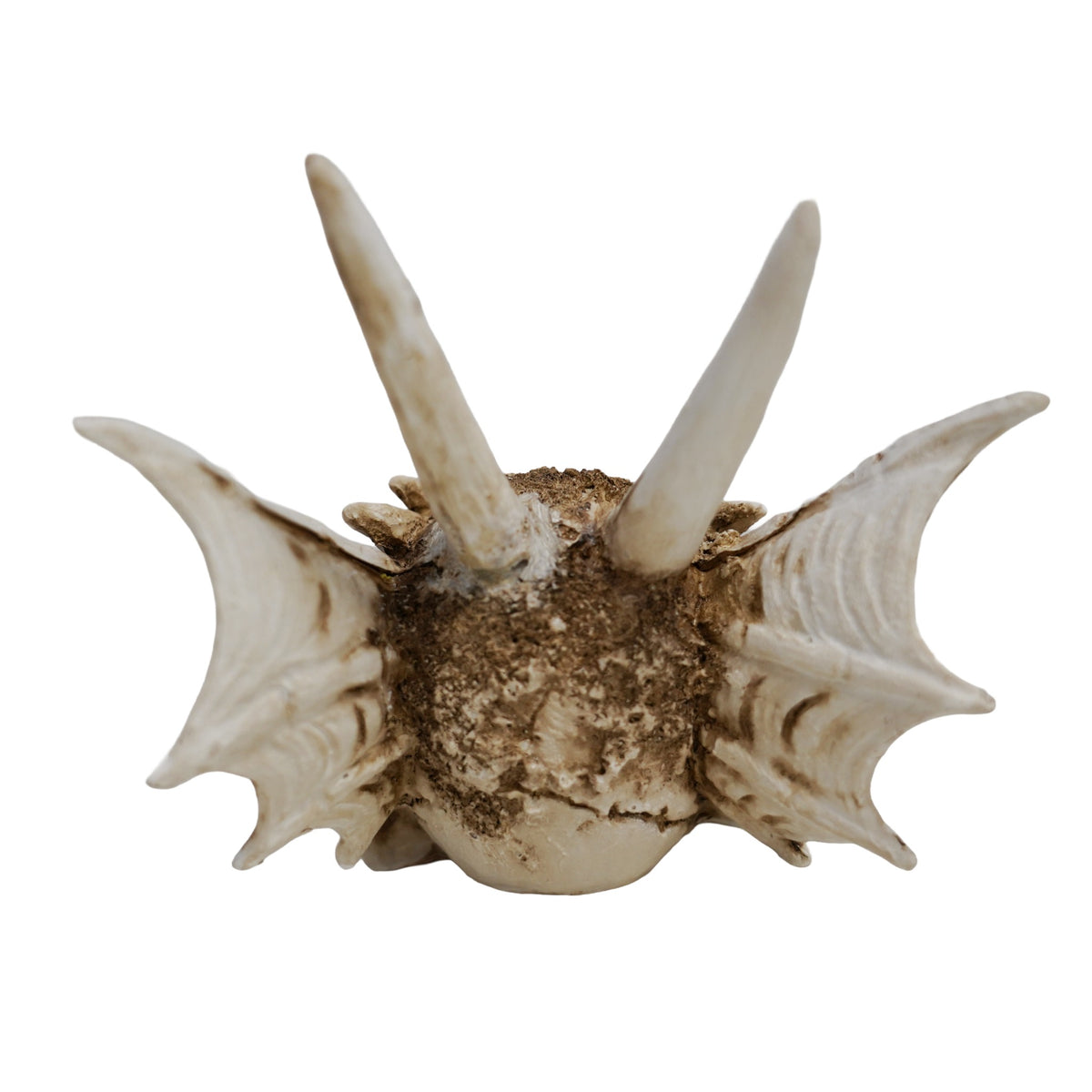 Betta Dragon Skull