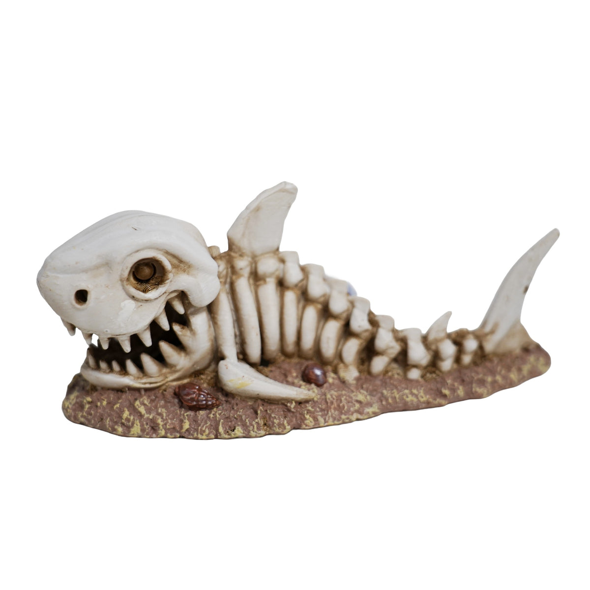 Betta Shark Skeleton