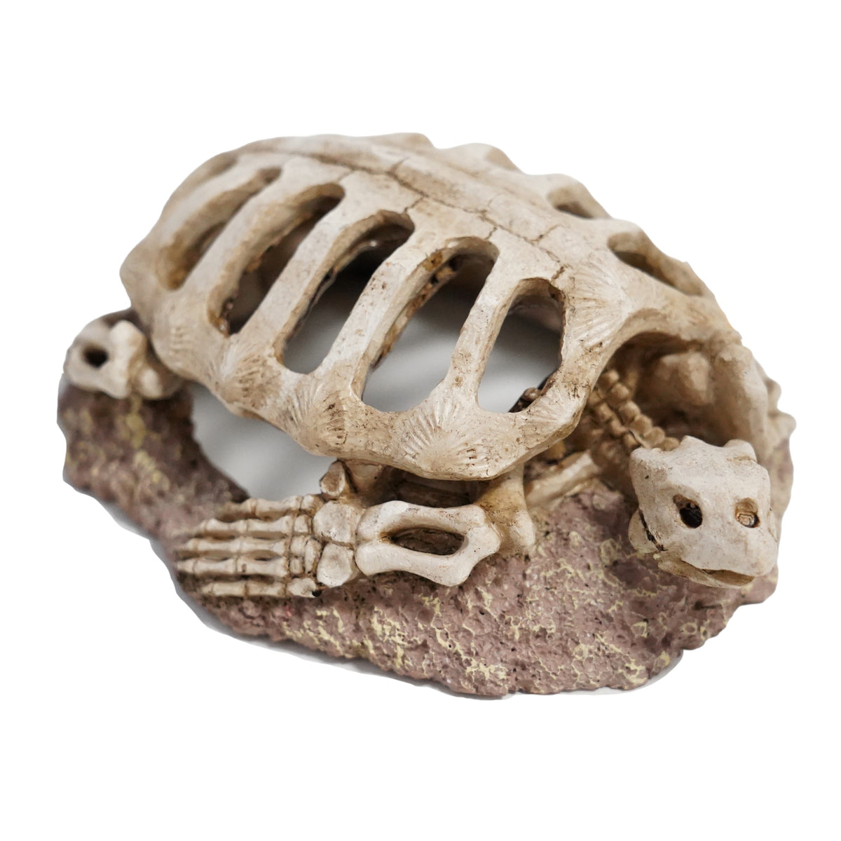 Betta Turtle Skeleton