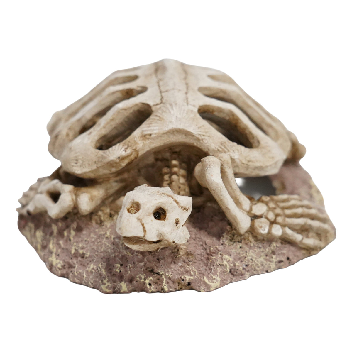Betta Turtle Skeleton
