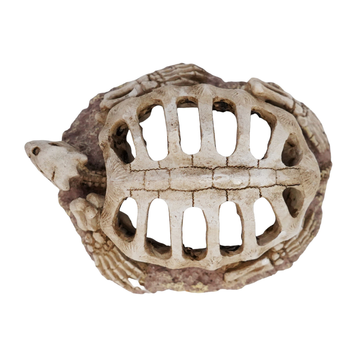 Betta Turtle Skeleton