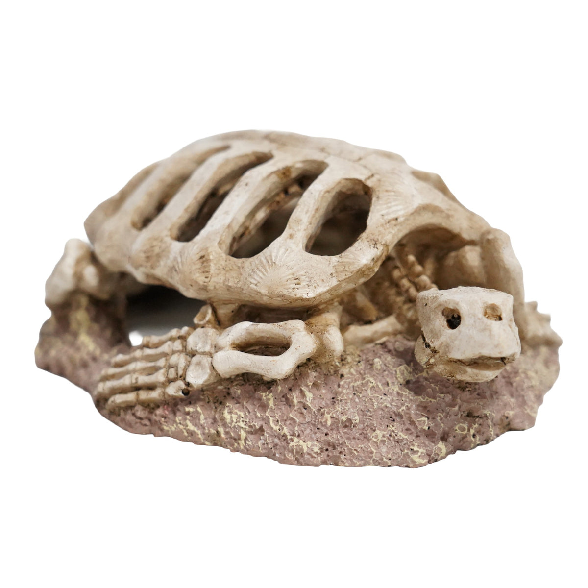 Betta Turtle Skeleton