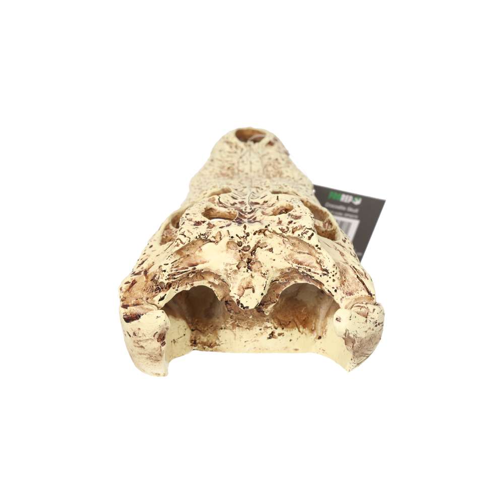ProRep Resin Crocodile Skull, 24cm