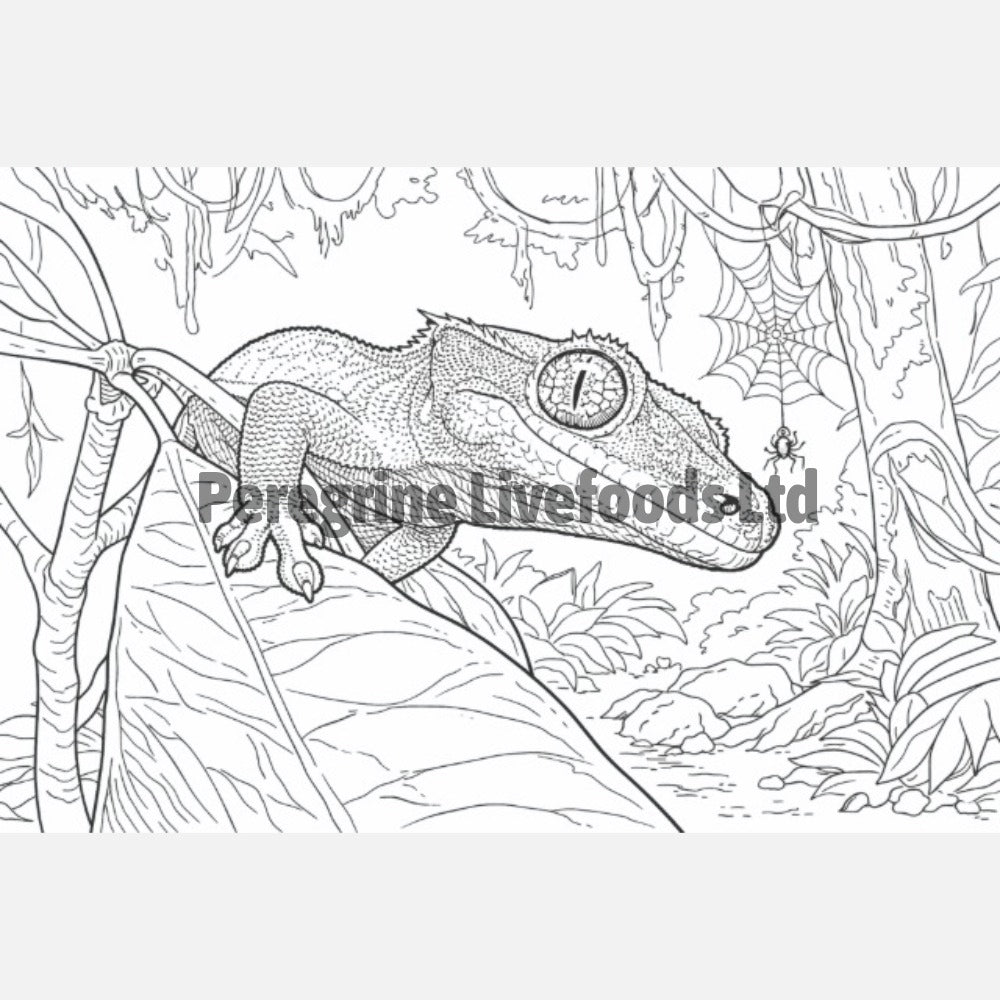 The Colouring Book of Reptiles