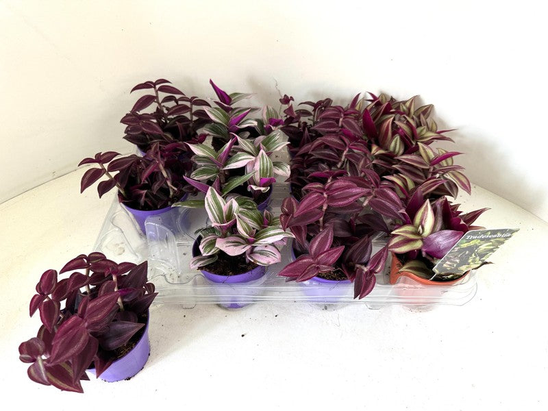 Tradescantia Mix mixed (7cm Pot)