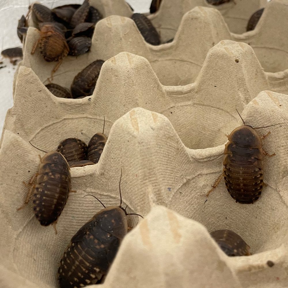 Dubia Cockroaches