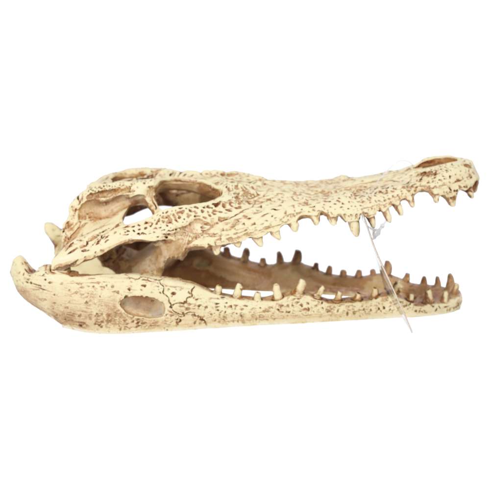 ProRep Resin Crocodile Skull, 24cm