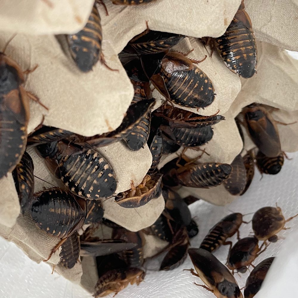 Dubia Cockroaches
